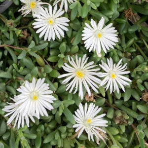 Alfombra blanca